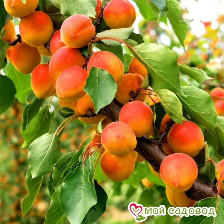 Абрикос Восторг Ранний (Джем из абрикос)