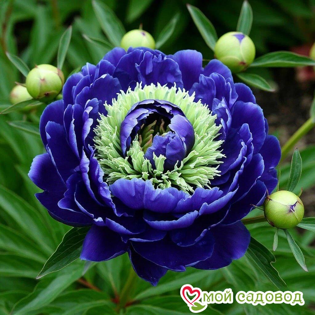 Пион Дримвивер